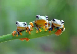 Bluebird Puzzle: Friendly Frogs (500)