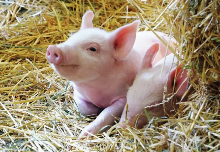 Ravensburger: Farm Animal Babies (2 x 12)