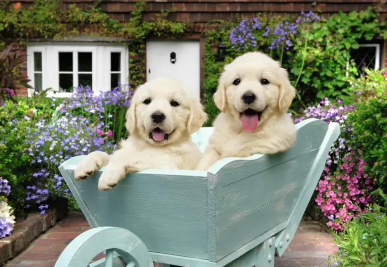 Ravensburger: Golden Retriever (200)