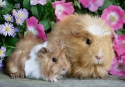Ravensburger: Guinea Pigs & Bunnies (2 x 12)