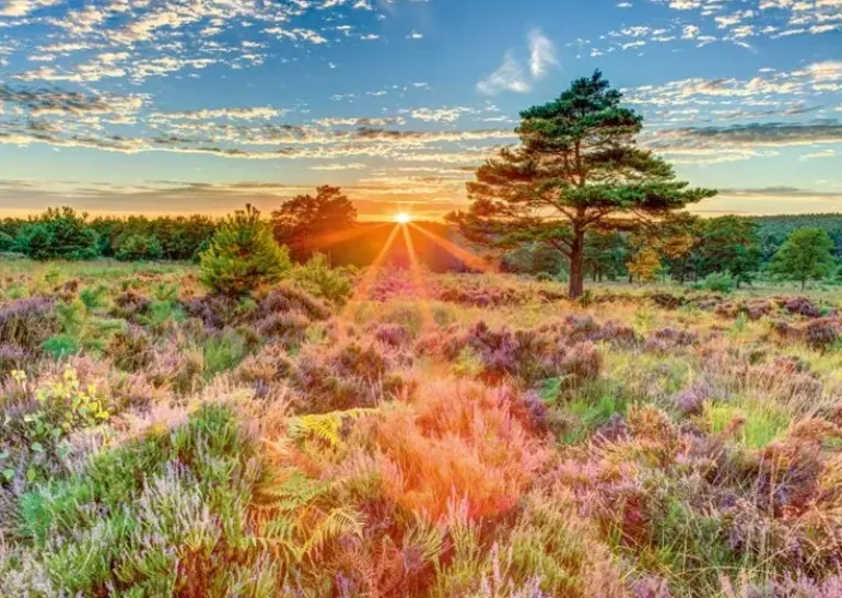 Schmidt: Assaf Frank - Sunset on the Heath (1000)