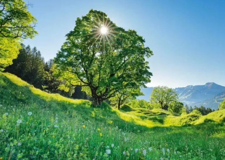Schmidt: Sycamore Maple in the Sunlight - St. Gallen, Switzerland (1000)
