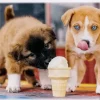 Trefl: Ice-cream Time! (500)